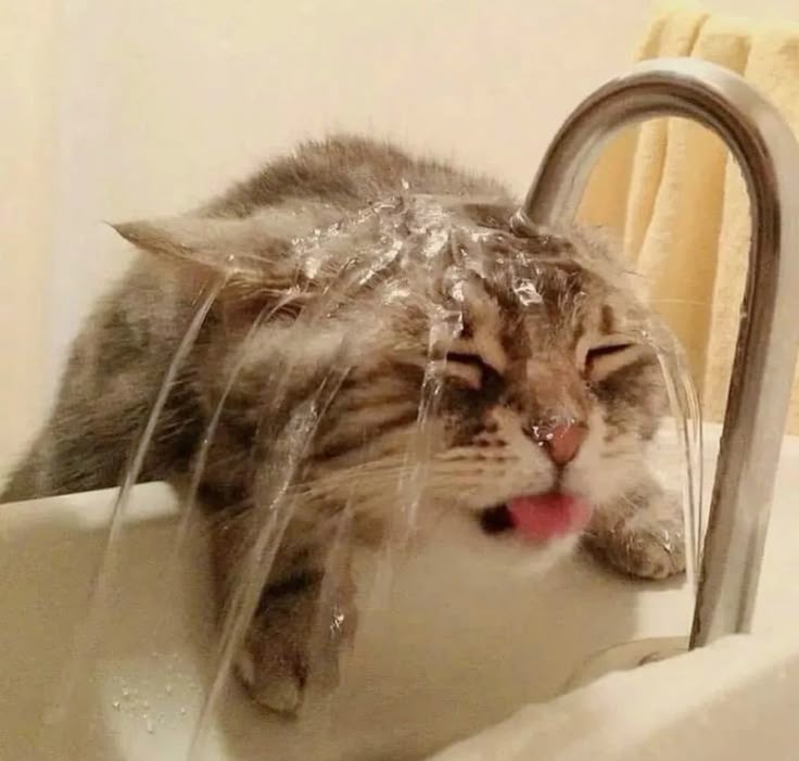 Shreck And Donkey123アイコン