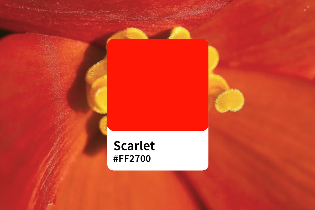 Scarlet Color, Codes and Facts – HTML Color Codes