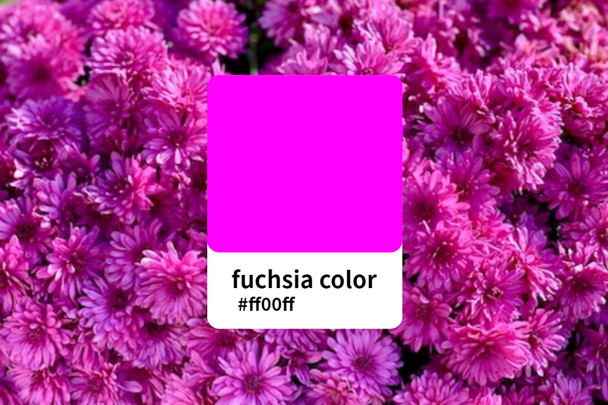 fuschia vs magenta