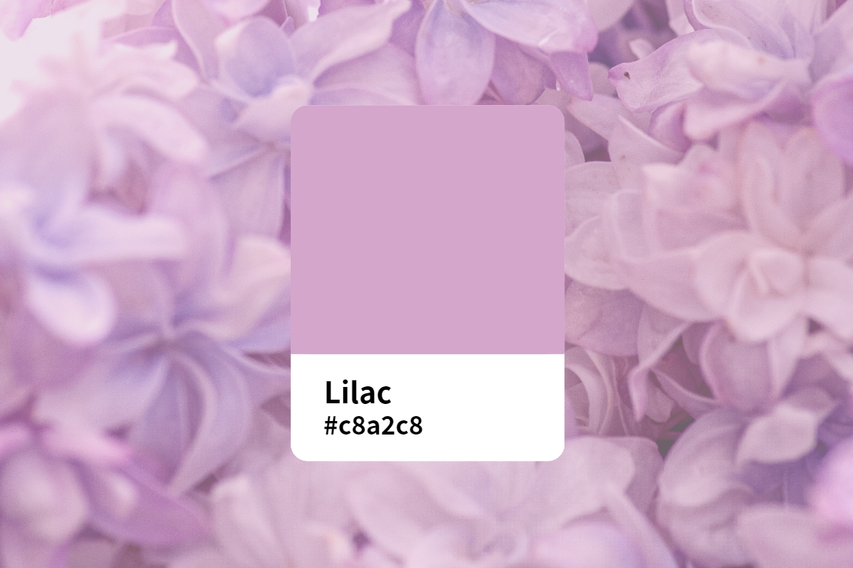 Everything About Lilac Color: Meaning, Symbol, Combination and ...