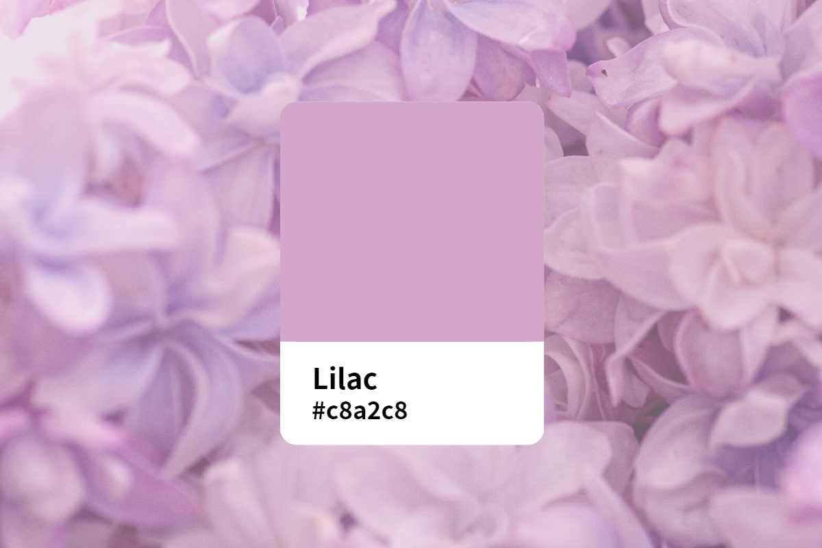 Everything About Lilac Color Meaning Symbol Combination And Design 