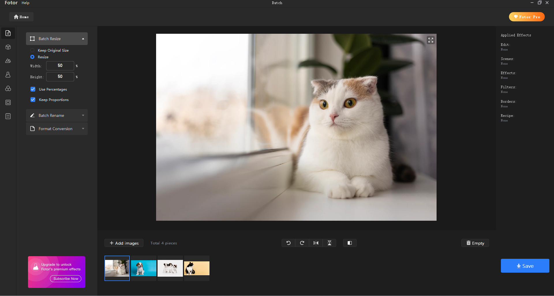 Batch resize the picture of a cat with Fotor's batching photo editor