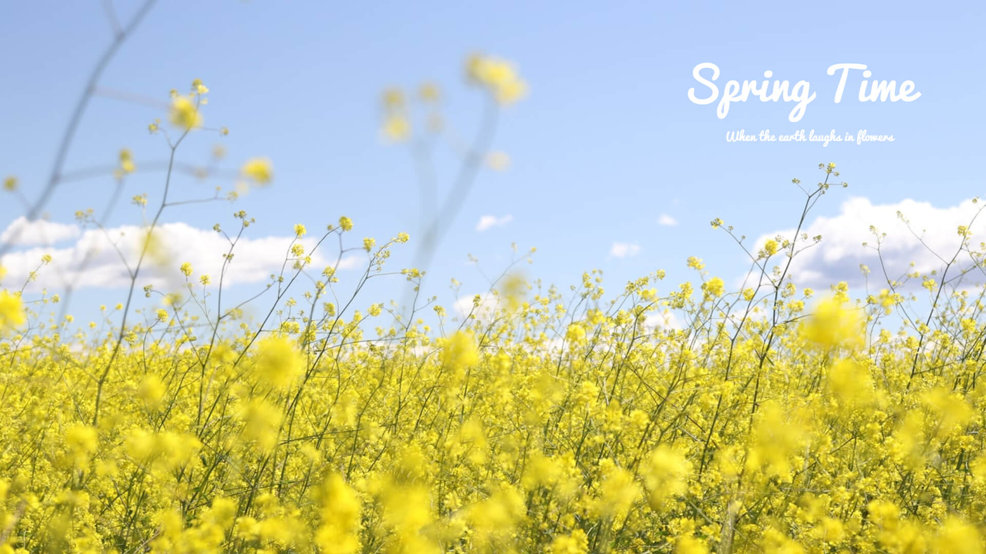 Beautiful yellow flowers in Spring