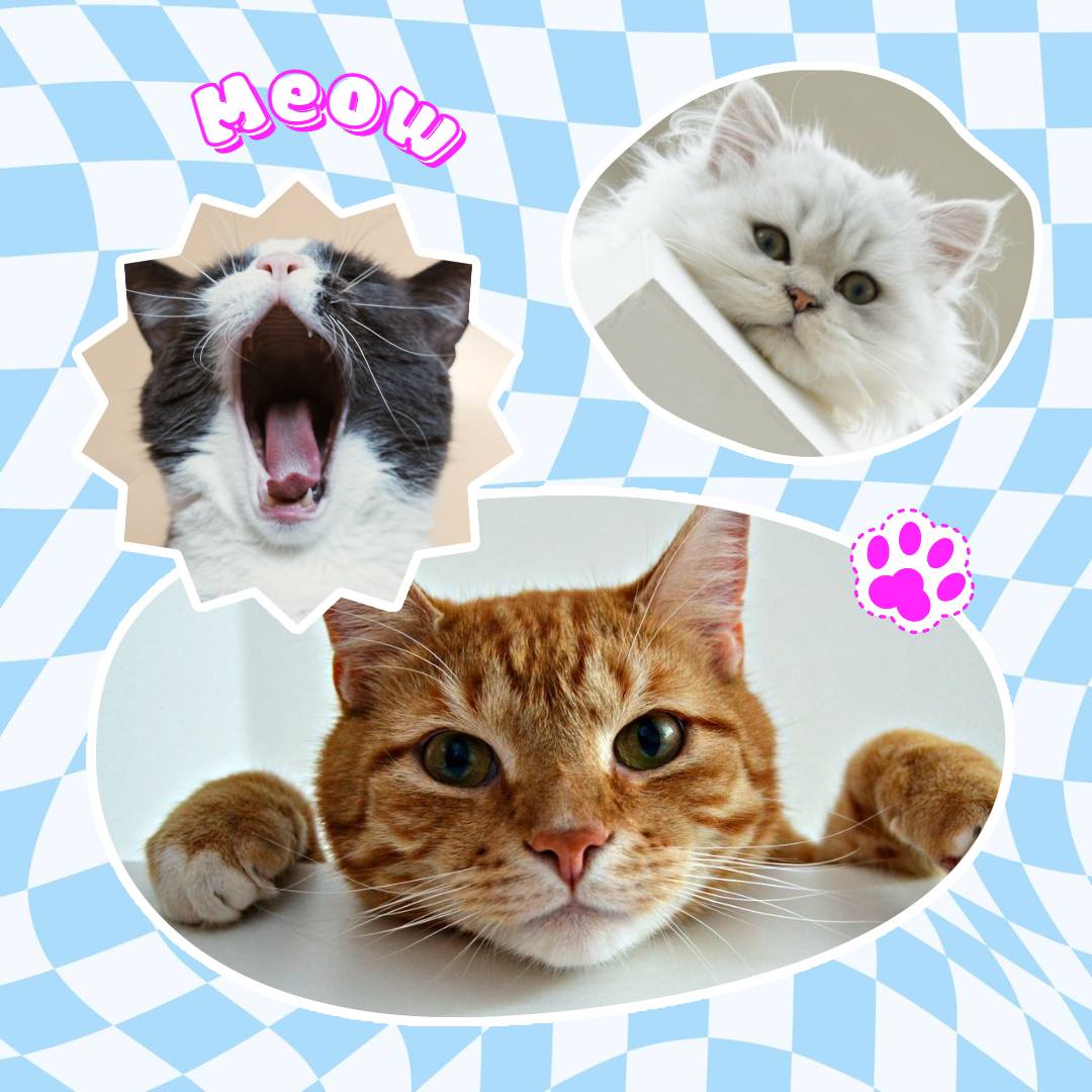 blue modern and fun post template with three cute cats
