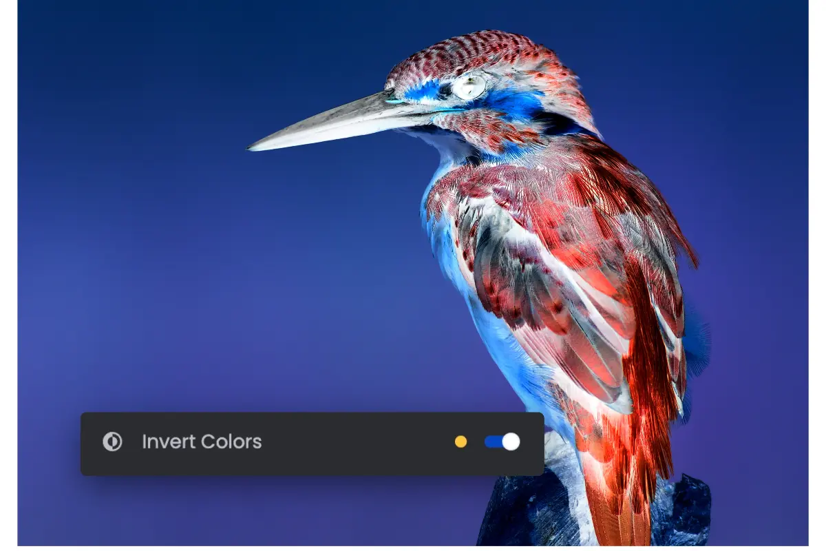 Pictures of birds with reversed colors