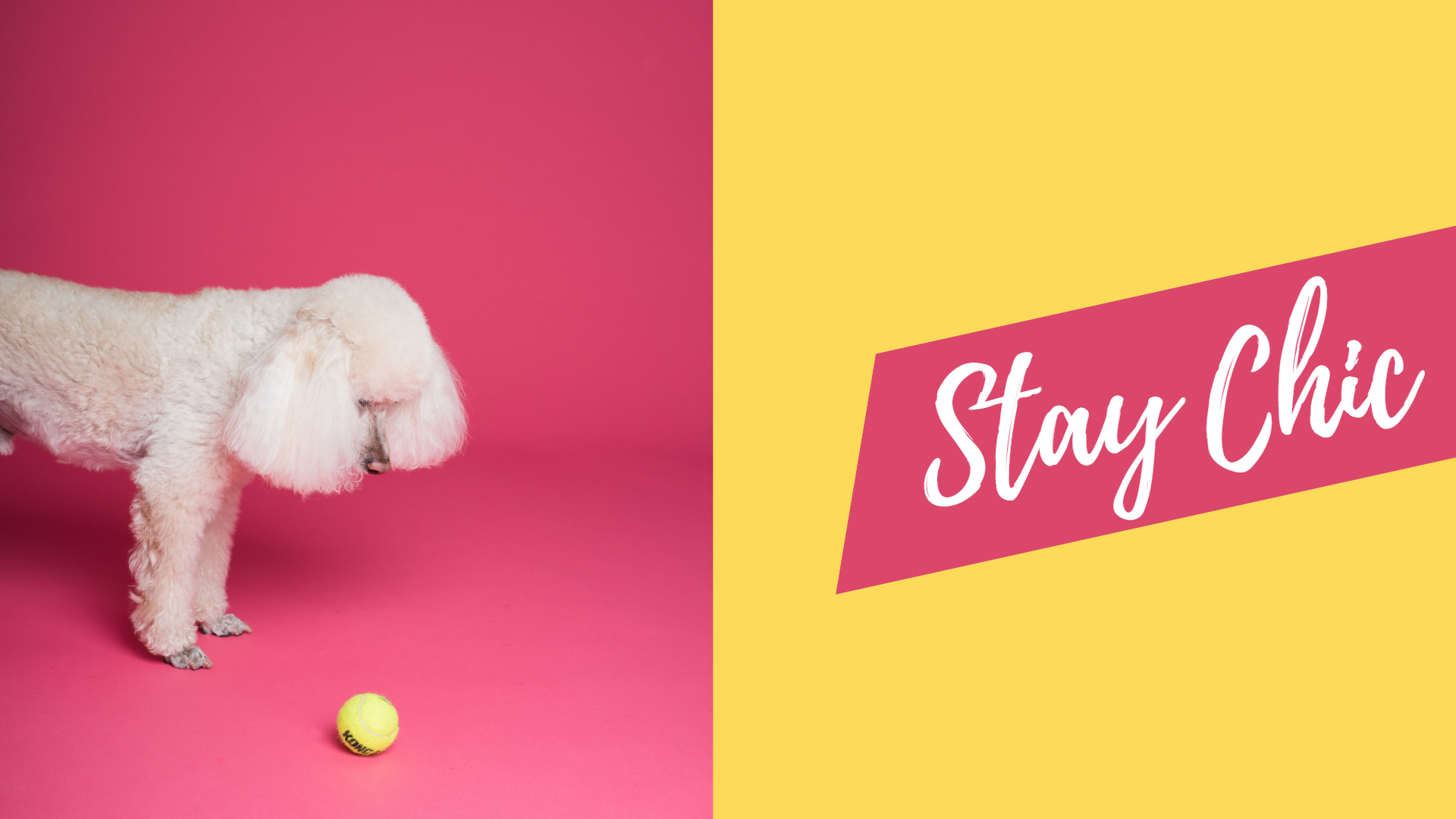 dog playing balls with pink and yellow background