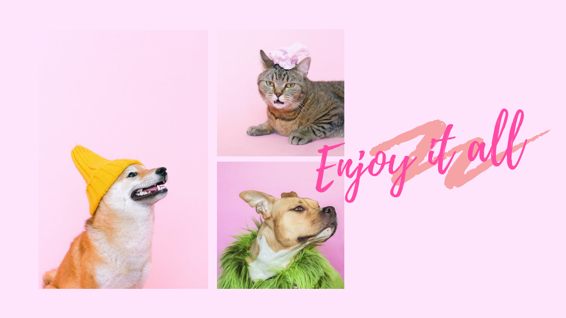 pets collage with pink background