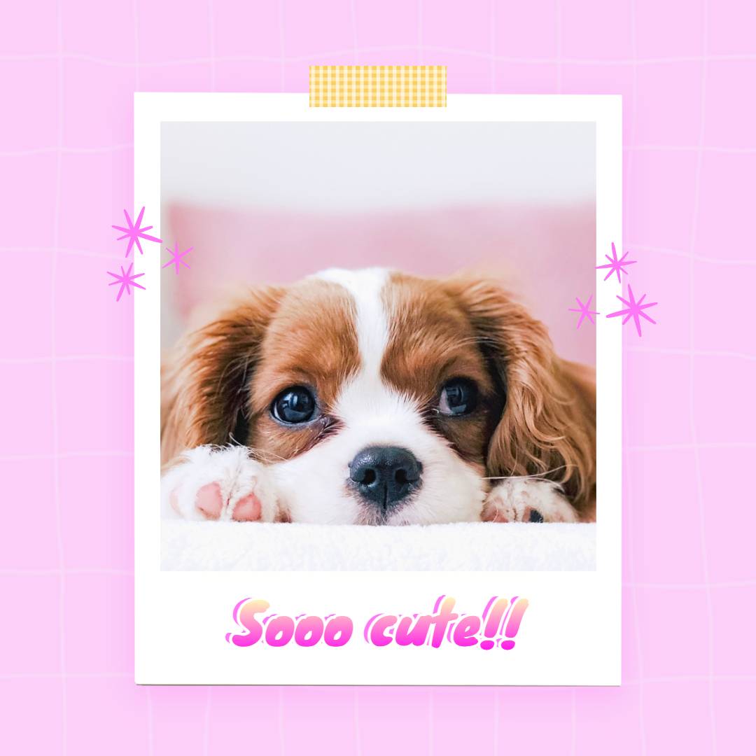 Pink Simple Cute Pets Polaroid