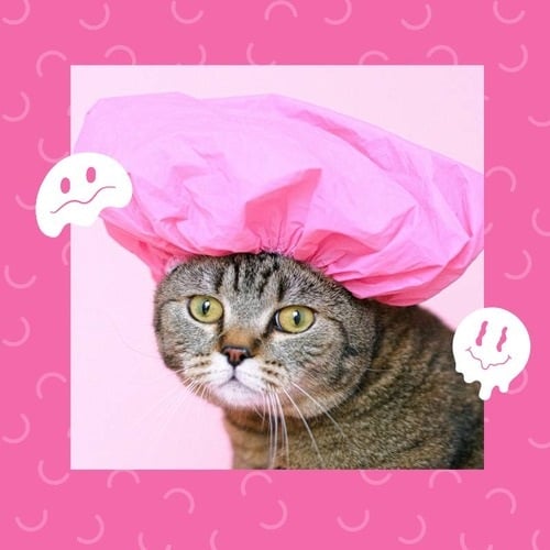 Pink Cute Sleeping Cat Funny Discord Profile Picture Avatar