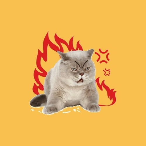 Yellow Angry Cat Funny PFP for Discord
