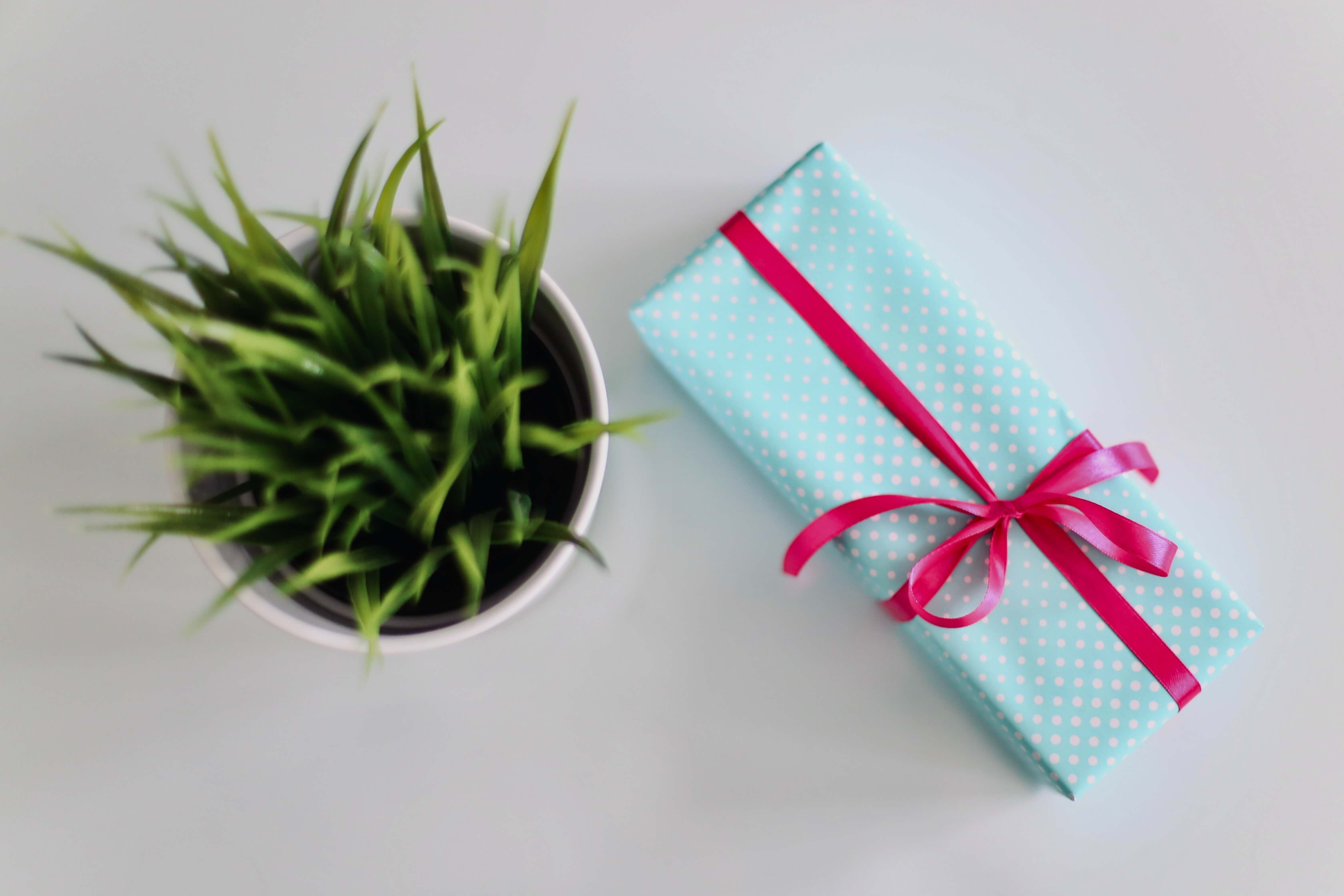 A blue gift box and a potted plant