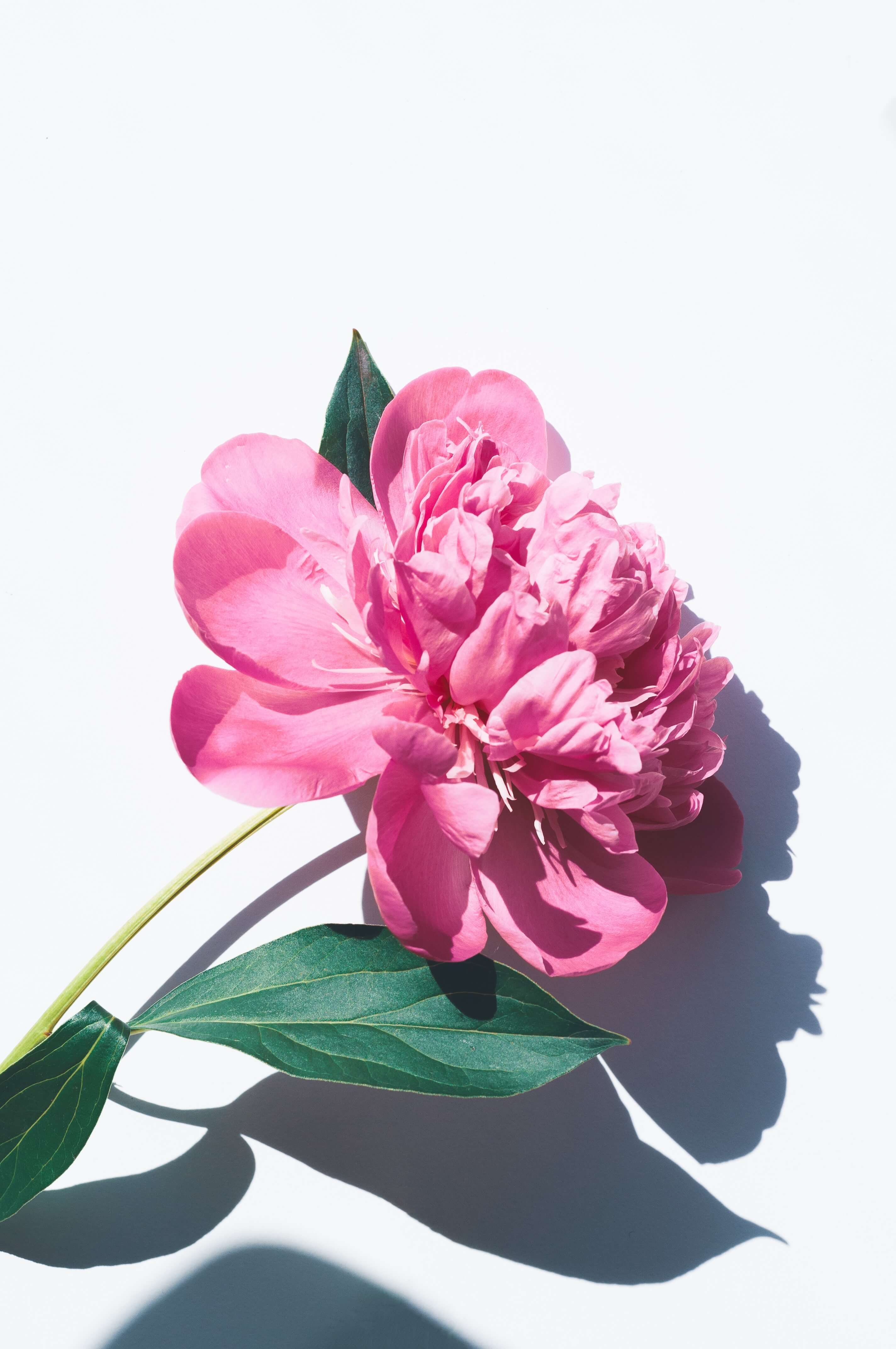 a pink flower portrait iamge