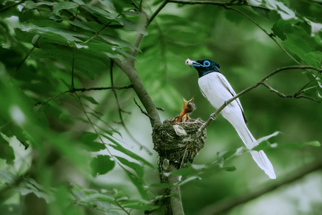 add spring filter to a bird nesting photo