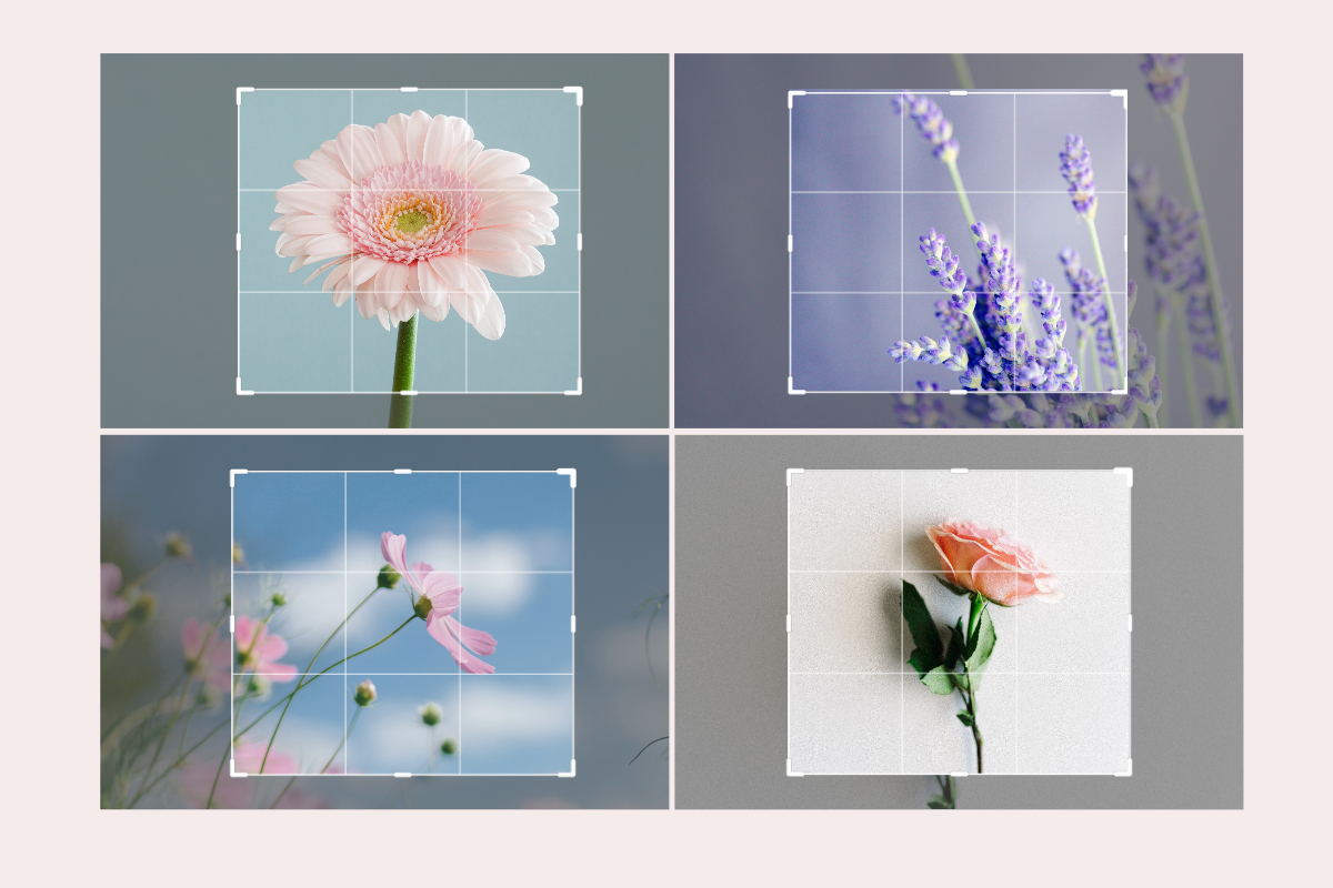 batch crop flower images with fotor batch image cropper