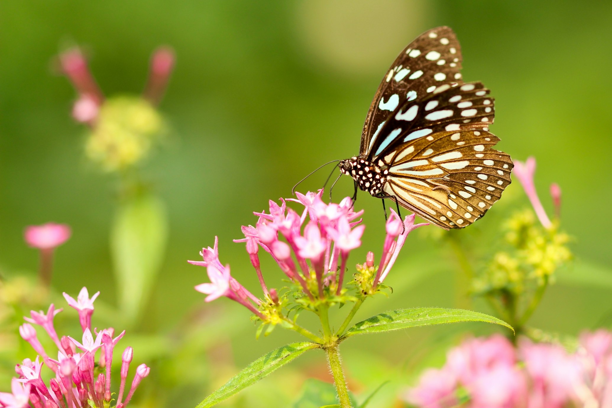 butterfly perching on flower