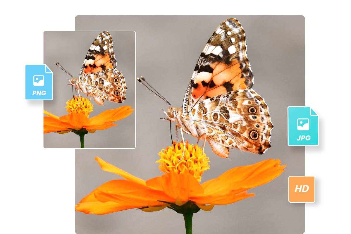 compression process comparison of png and jpg image of butterfly