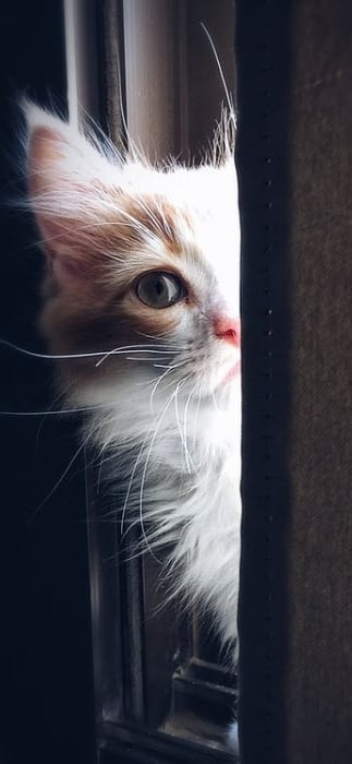 cute cat iphone wallpaper