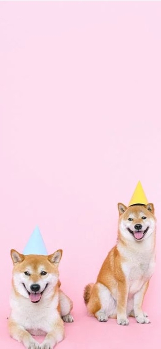 cute dog iphone wallpaper