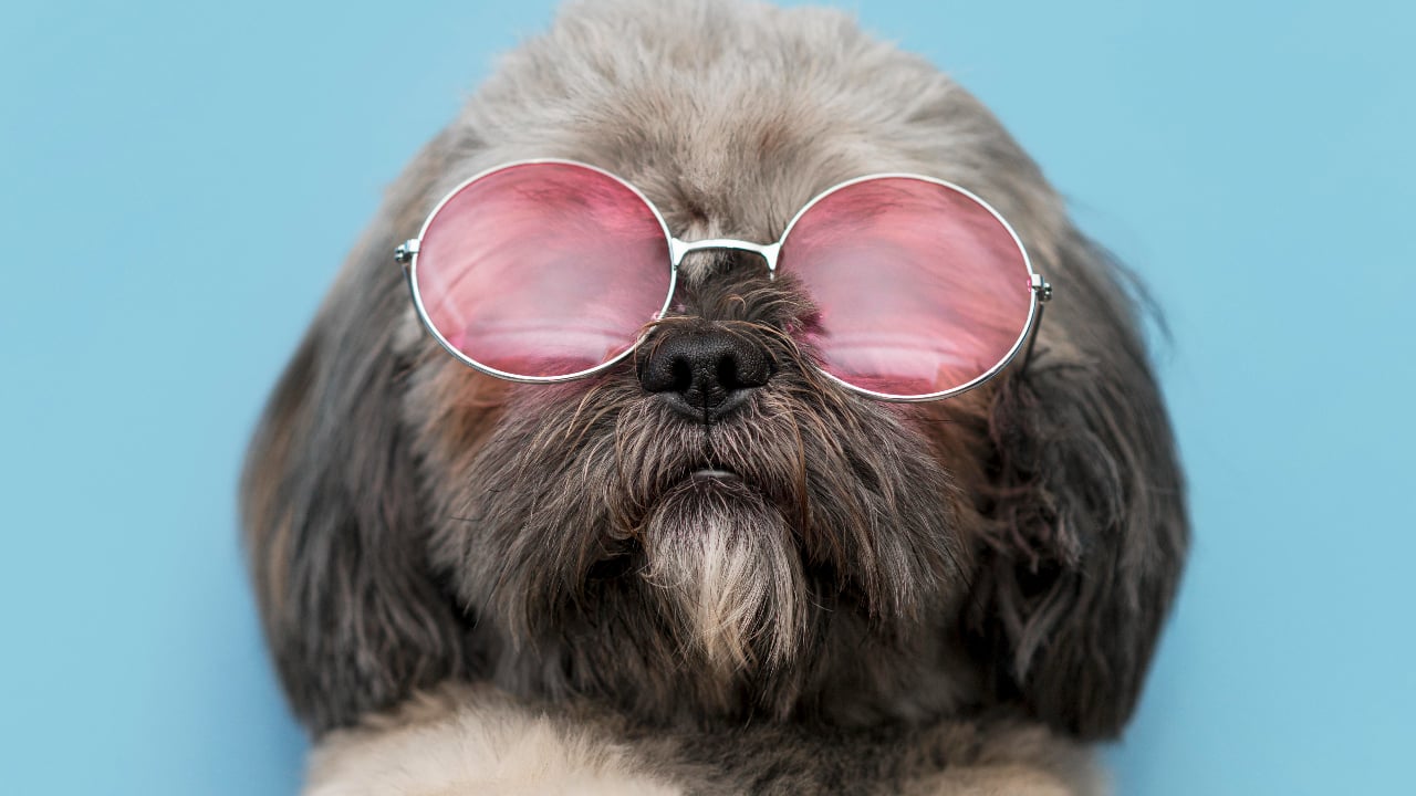 cute dog wearing sunglasses