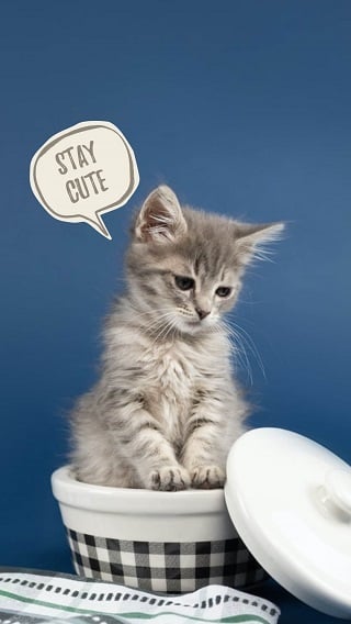 cute gray cat lock screen wallpaper