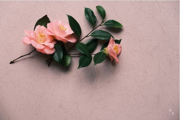 pink flower with green branch