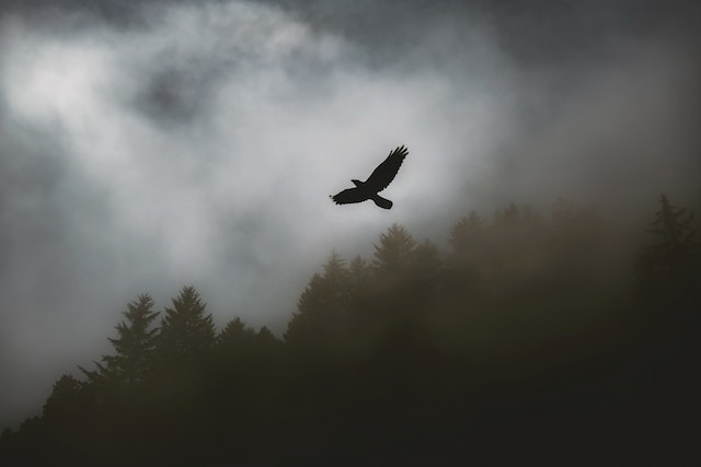 A silhouette shot of a bird hovering above the forest.
