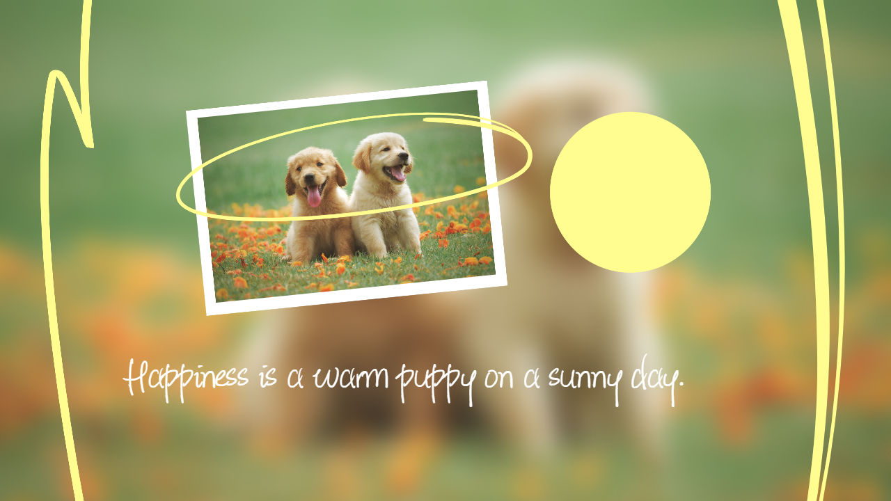 golden retriever on the grassland