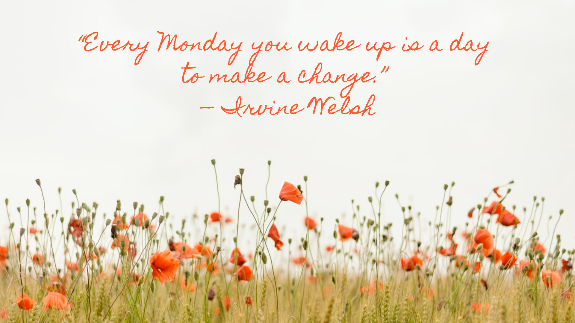 Irvine Welsh's monday motivation quotes on the grassland with orange flowers desktop wallpaper