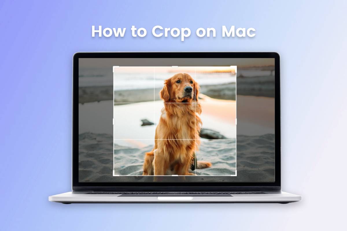 crop a golden retriever dog image on mac