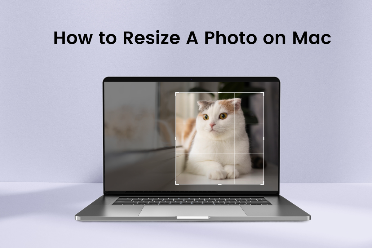how to resize a photo of a cat on mac