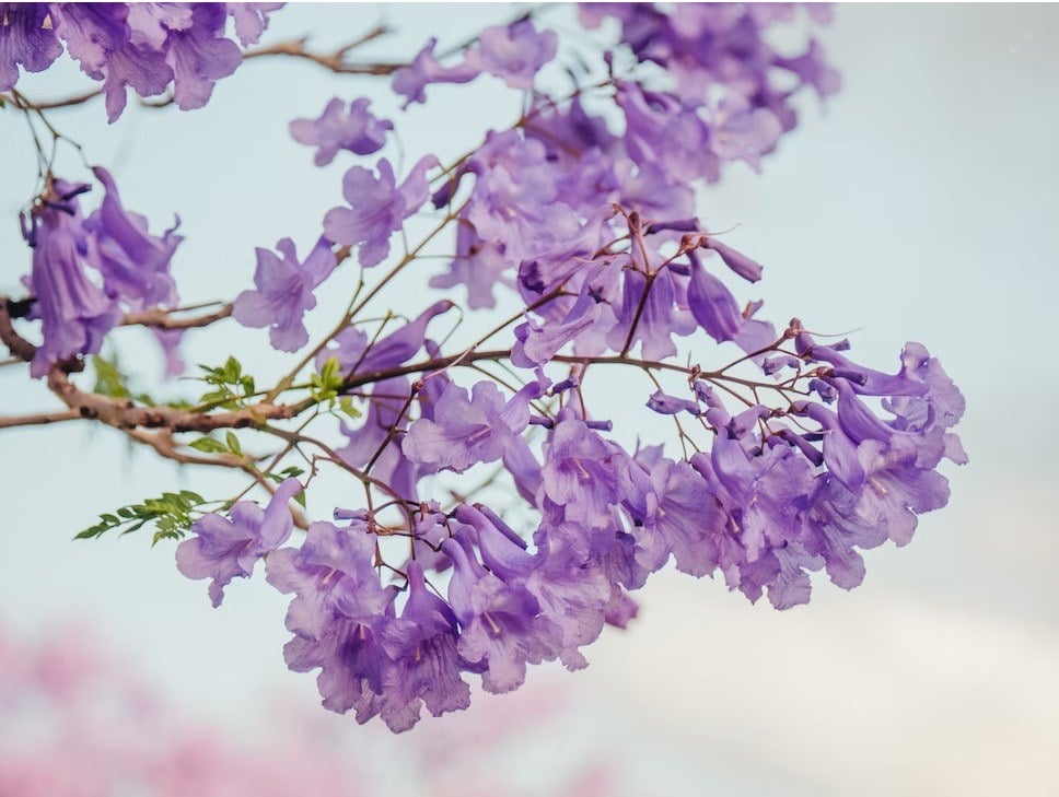 light colored shades often seen in springtime