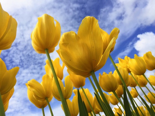 low-angle photography of yellow petaled flowers