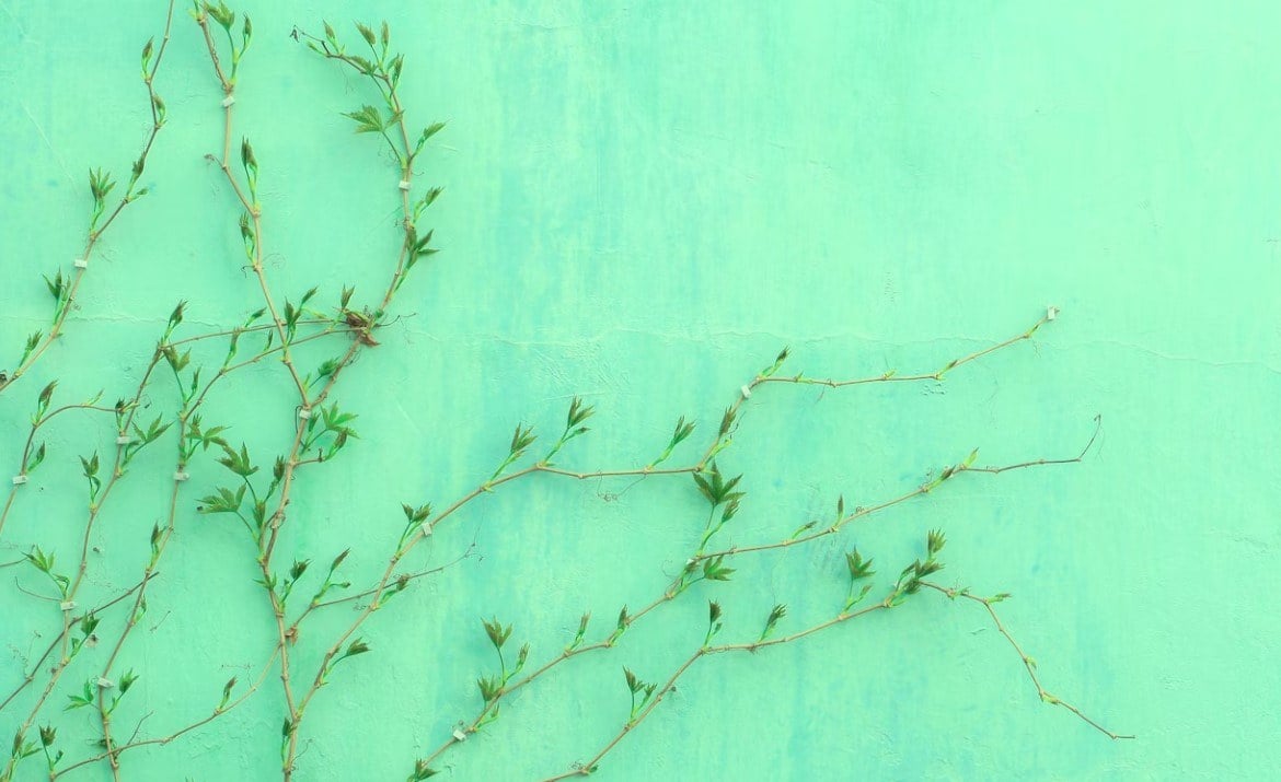 plants on the seafoam green wall