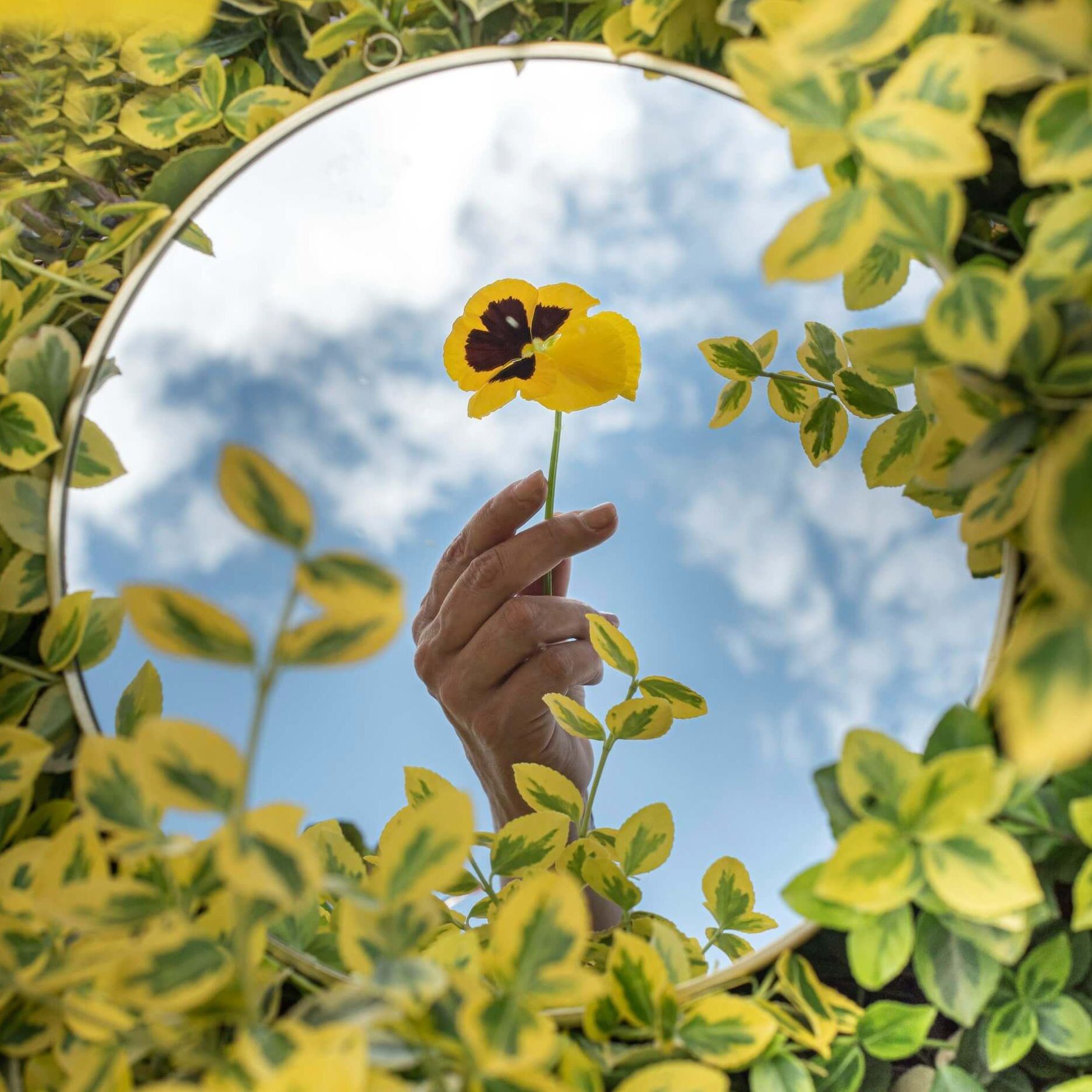 spring flower in mirror