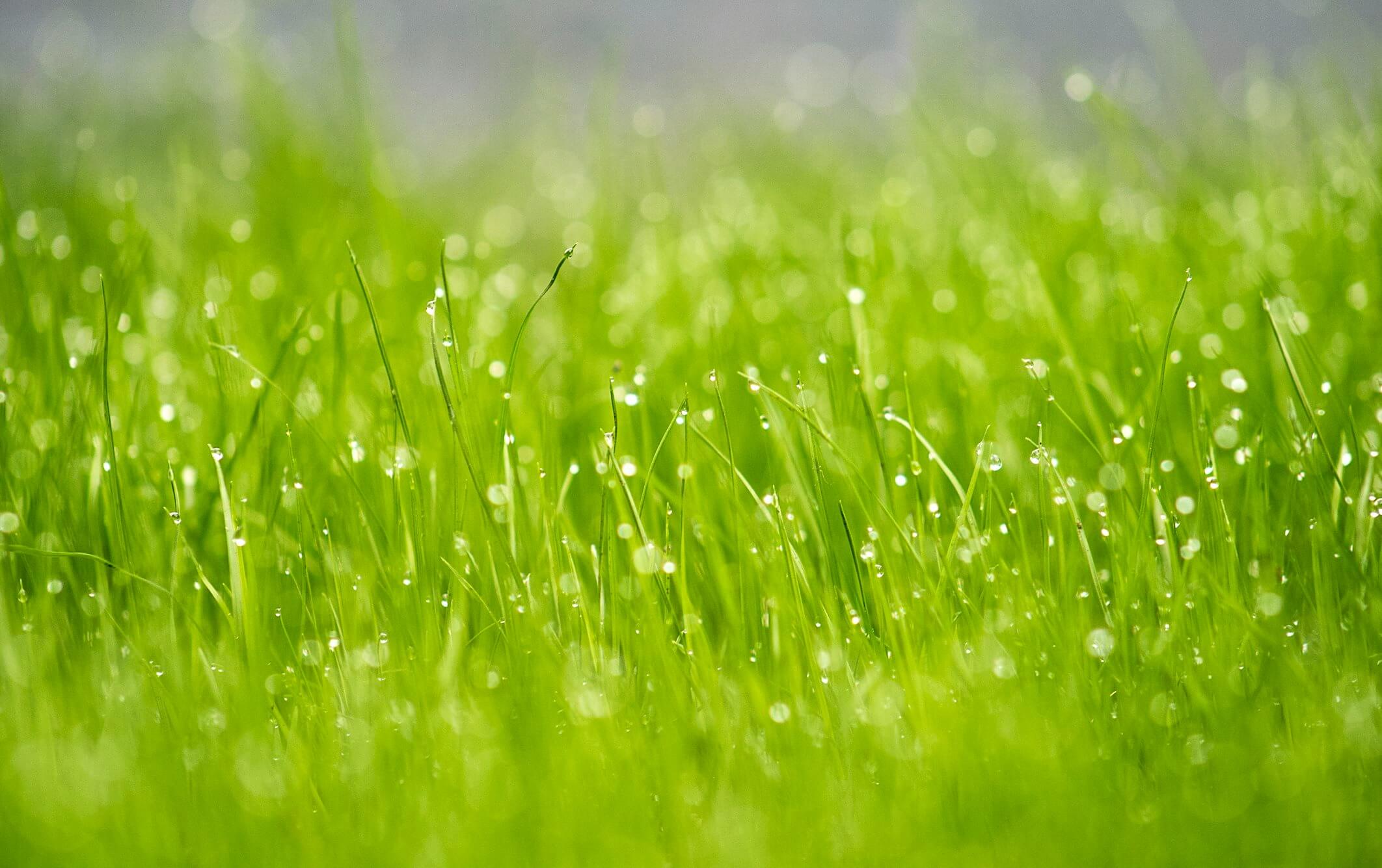 spring rain dripped on grass