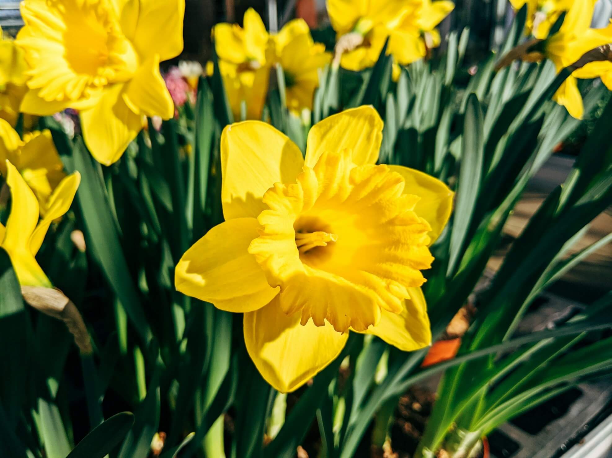 yellow daffodils in bloom