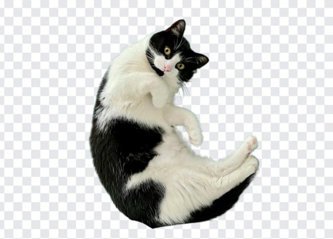 Cat cutout with background removed using Fotor bg remover