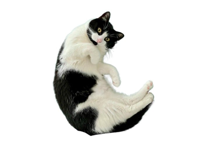 Turn pet cat into sticker after background removal