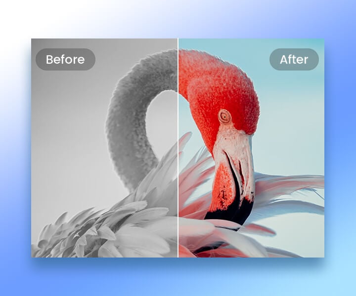 Colorize the white swan photo into colorful style