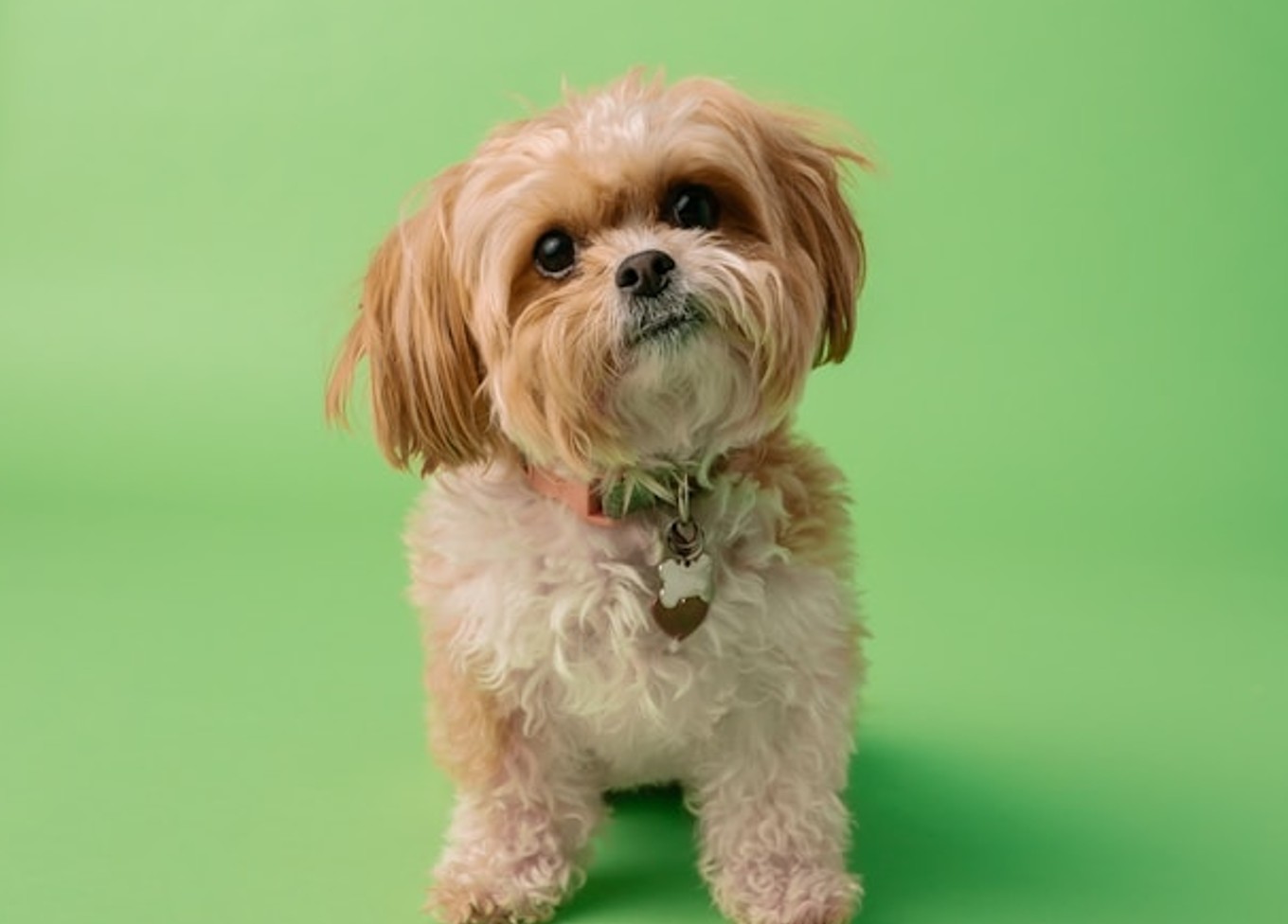 Pet dog original image