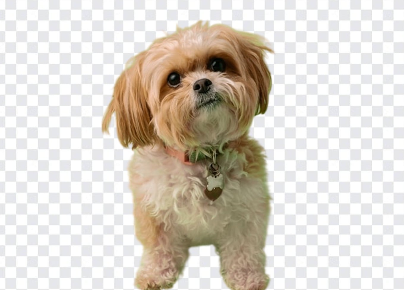 Pet dog transparent background image