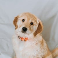 Thumbnail image featuring a cute dog