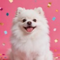 A color thumbnail image of a white dog