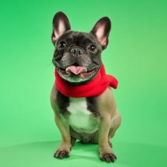A dog in front of a green screen background thumbnail