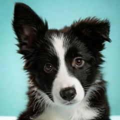 A dog portrait thumbnail