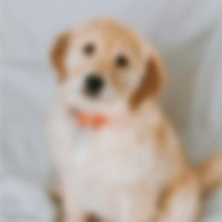 A low quality thumbnail of a puppy