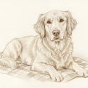 A sketch thumbnail of a dog