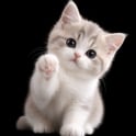 A thumbnail image of a cute kitten on a black background