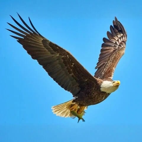 Animal image sample