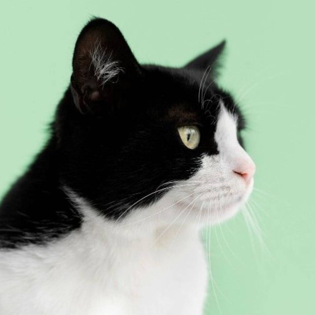 Süßes Katzenporträt Beispiel 2